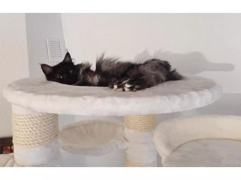 PetHomes Havanna 198 cm, Weiss 4 PetHomes Havanna 198 cm, Weiss – Bild 2