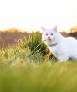 Tractive GPS-Tracker LTE für Katzen 17 Tractive GPS-Tracker LTE für Katzen -Katzenwelt Verkaufsgeschäft 141942559 xxl