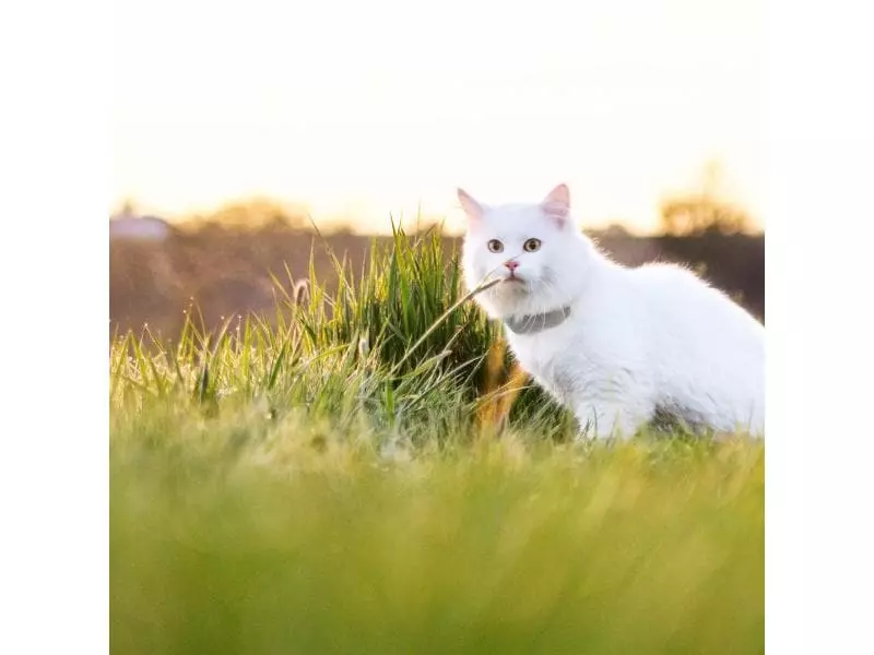 Tractive GPS-Tracker LTE für Katzen 8 Tractive GPS-Tracker LTE für Katzen – Bild 7