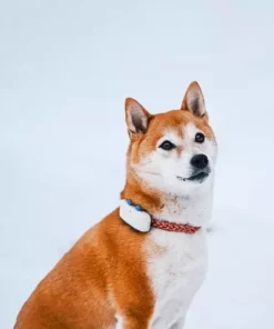 Tractive GPS-Tracker LTE für Hunde, weiss 24 Tractive GPS-Tracker LTE für Hunde, weiss -Katzenwelt Verkaufsgeschäft 189361600 xxl