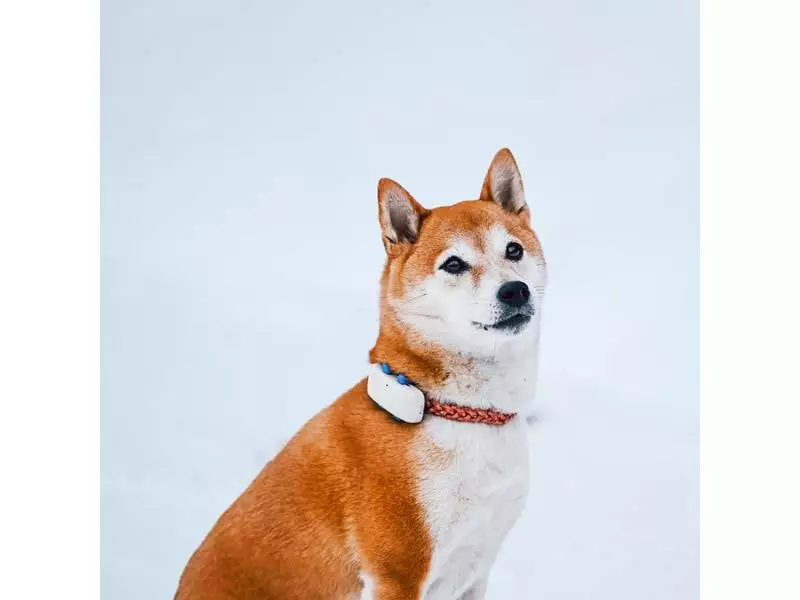 Tractive GPS-Tracker LTE für Hunde, weiss 12 Tractive GPS-Tracker LTE für Hunde, weiss – Bild 10