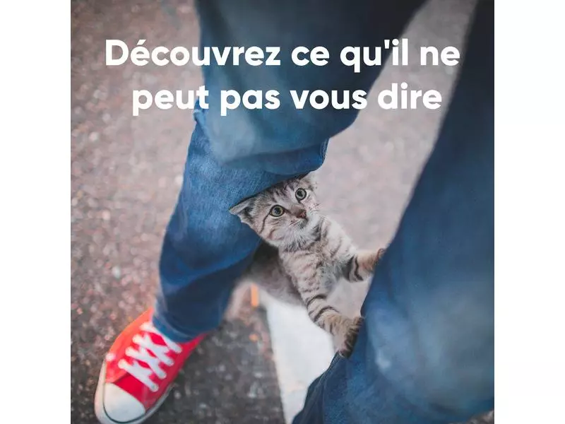 Invoxia Pet GPS-Tracker für Katzen und Hunde 14 Invoxia Pet GPS-Tracker für Katzen und Hunde – Bild 12