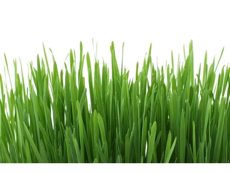 Gimpet Katzen-Nahrungsergänzung Katzengras mit Wiesenduft, 150 g 4 Gimpet Katzen-Nahrungsergänzung Katzengras mit Wiesenduft, 150 g – Bild 2