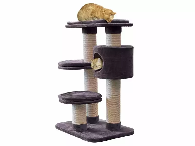 Azoona Kratzbaum Jakob, Grau 3 Azoona Kratzbaum Jakob, Grau