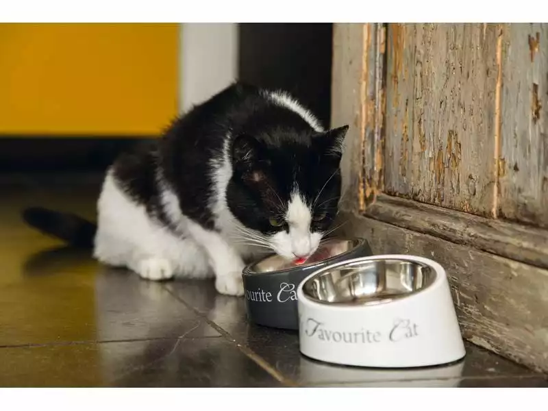 Designed by Lotte Melaminnapf My Favourite Cat Weiss, 0.16 l 7 Designed by Lotte Melaminnapf My Favourite Cat Weiss, 0.16 l – Bild 5