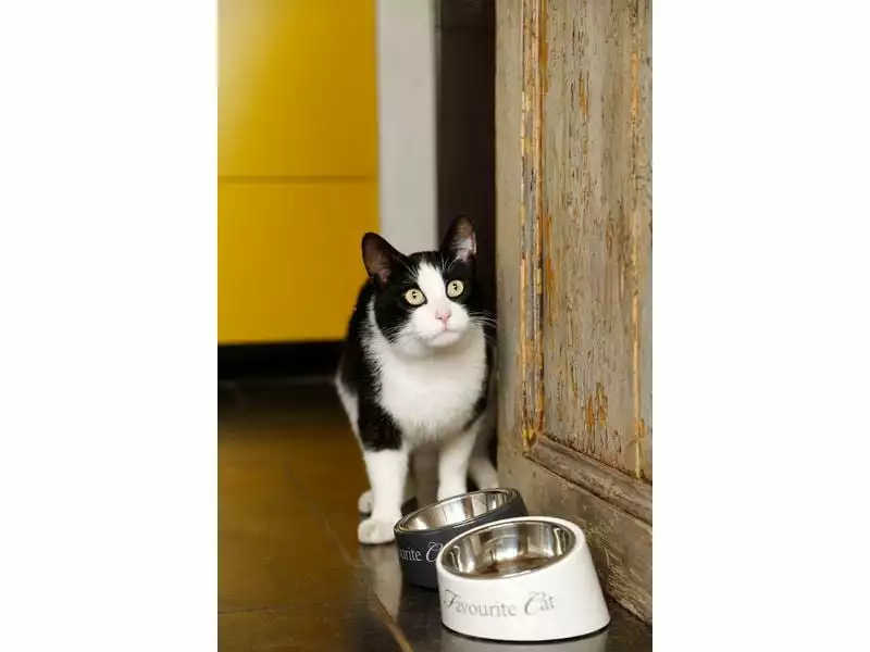 Designed by Lotte Melaminnapf My Favourite Cat Weiss, 0.16 l 6 Designed by Lotte Melaminnapf My Favourite Cat Weiss, 0.16 l – Bild 4