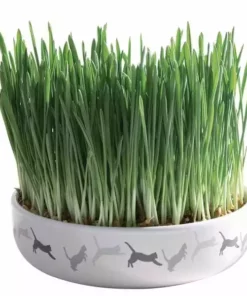 Trixie Katzengras mit Keramikschale 50 g