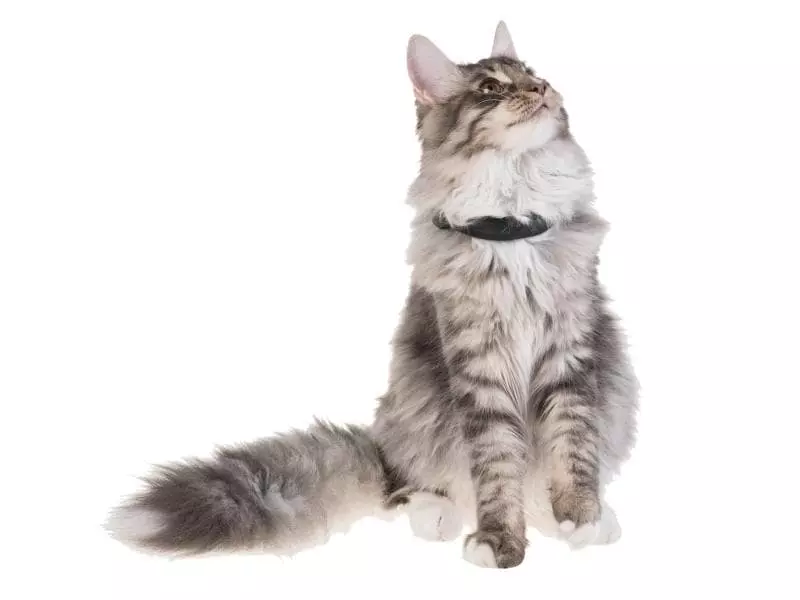 PetTracer GPS-Katzenhalsband 3 PetTracer GPS-Katzenhalsband