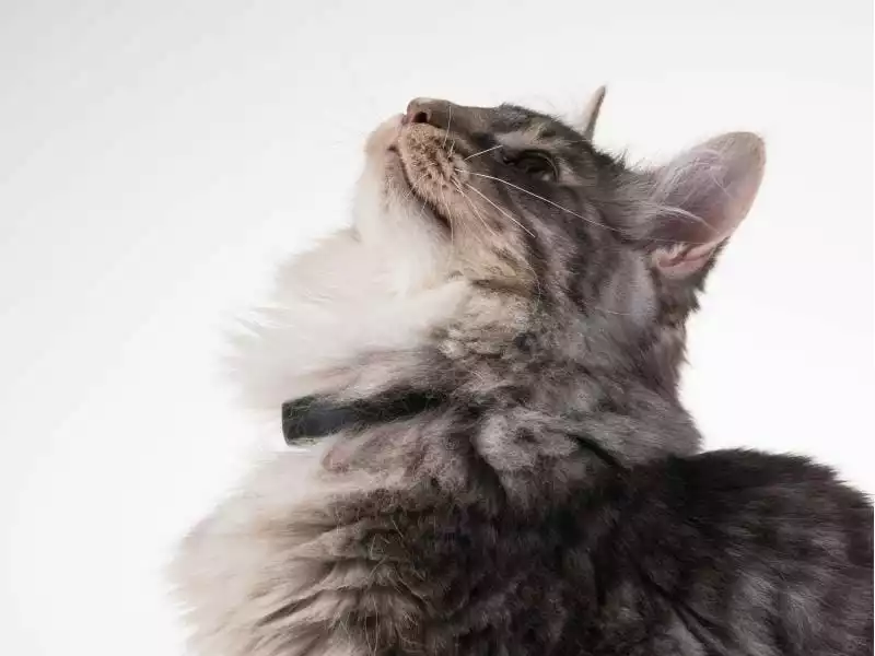 PetTracer GPS-Katzenhalsband 7 PetTracer GPS-Katzenhalsband – Bild 5