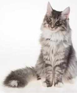 PetTracer GPS-Katzenhalsband 14 PetTracer GPS-Katzenhalsband -Katzenwelt Verkaufsgeschäft 52414887 xxl