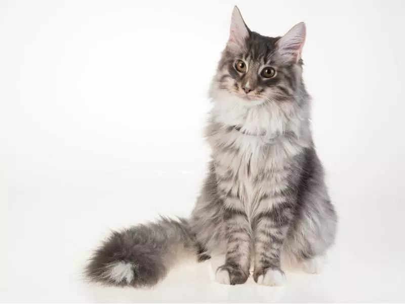 PetTracer GPS-Katzenhalsband 8 PetTracer GPS-Katzenhalsband – Bild 6