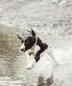 Invoxia GPS-Tracker für Katzen und Hunde inkl. Befestigungsclips 15 Invoxia GPS-Tracker für Katzen und Hunde inkl. Befestigungsclips -Katzenwelt Verkaufsgeschäft 52927053 xxl 1