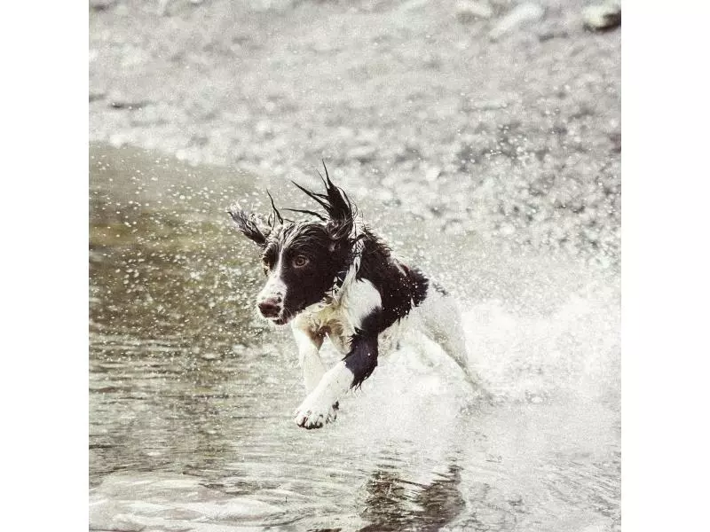 Invoxia GPS-Tracker für Katzen und Hunde inkl. Befestigungsclips 6 Invoxia GPS-Tracker für Katzen und Hunde inkl. Befestigungsclips – Bild 4