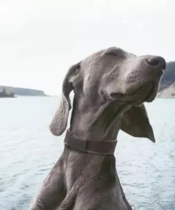 Invoxia GPS-Tracker für Katzen und Hunde inkl. Befestigungsclips 19 Invoxia GPS-Tracker für Katzen und Hunde inkl. Befestigungsclips -Katzenwelt Verkaufsgeschäft 52927080 xxl 1