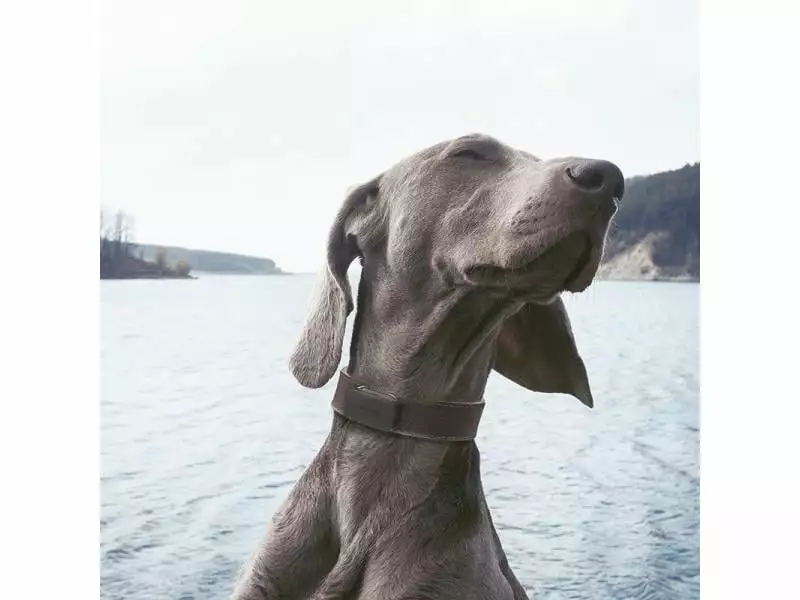 Invoxia GPS-Tracker für Katzen und Hunde inkl. Befestigungsclips 10 Invoxia GPS-Tracker für Katzen und Hunde inkl. Befestigungsclips – Bild 8