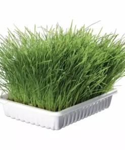 Trixie Softgras Schale 100 g Schale 9 Trixie Softgras Schale 100 g Schale -Katzenwelt Verkaufsgeschäft 57457204 xxl