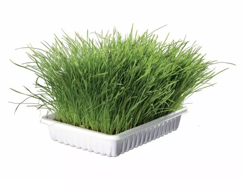 Trixie Softgras Schale 100 g Schale 6 Trixie Softgras Schale 100 g Schale – Bild 4