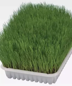 Trixie Softgras Schale 100 g Schale 8 Trixie Softgras Schale 100 g Schale -Katzenwelt Verkaufsgeschäft 57457210 xxl