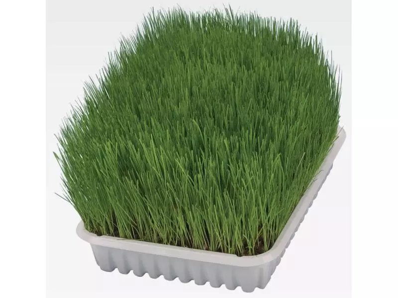 Trixie Softgras Schale 100 g Schale 5 Trixie Softgras Schale 100 g Schale – Bild 3