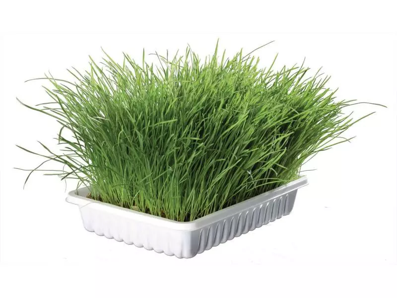 Trixie Softgras Schale 100 g Schale 4 Trixie Softgras Schale 100 g Schale – Bild 2