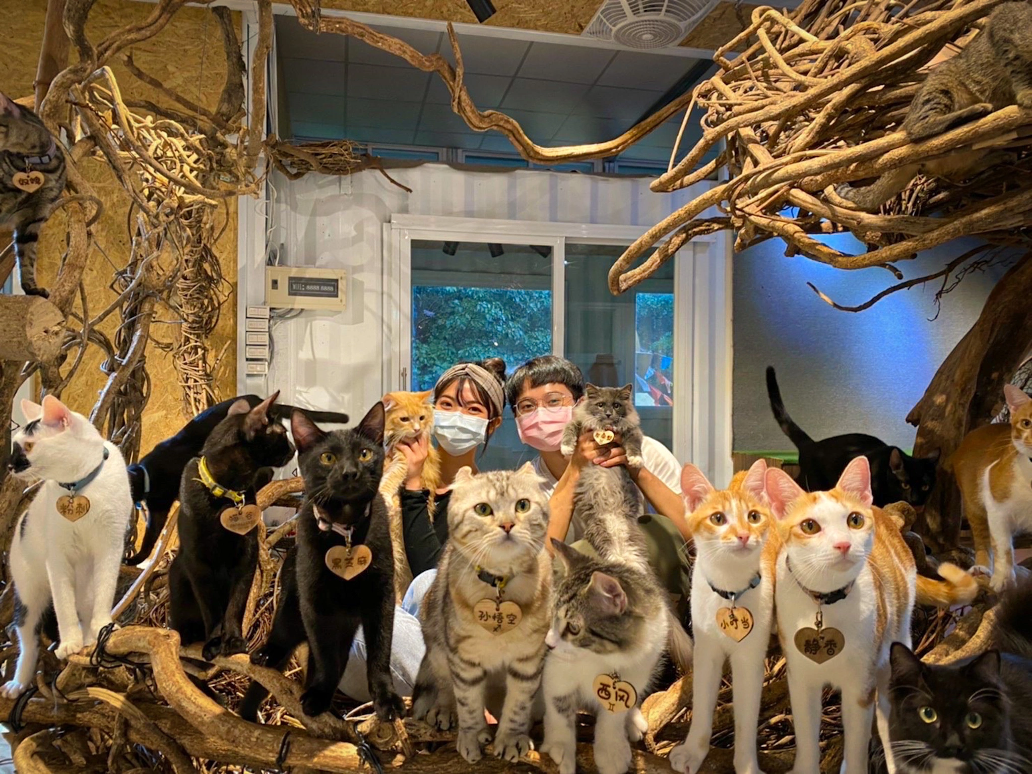 Katzenwelt Verkaufsgeschäft -Katzenwelt Verkaufsgeschäft image0