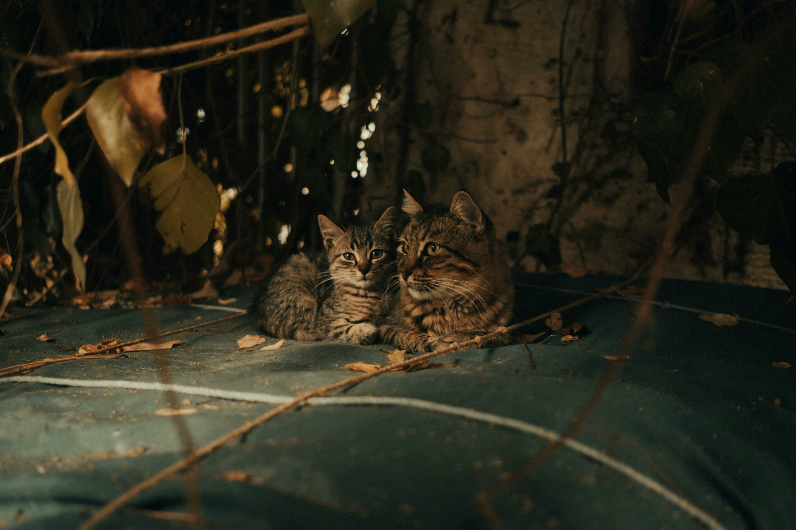 Katzenwelt Verkaufsgeschäft 11 Katzenwelt Verkaufsgeschäft -Katzenwelt Verkaufsgeschäft pexels sami aksu 14356096 scaled