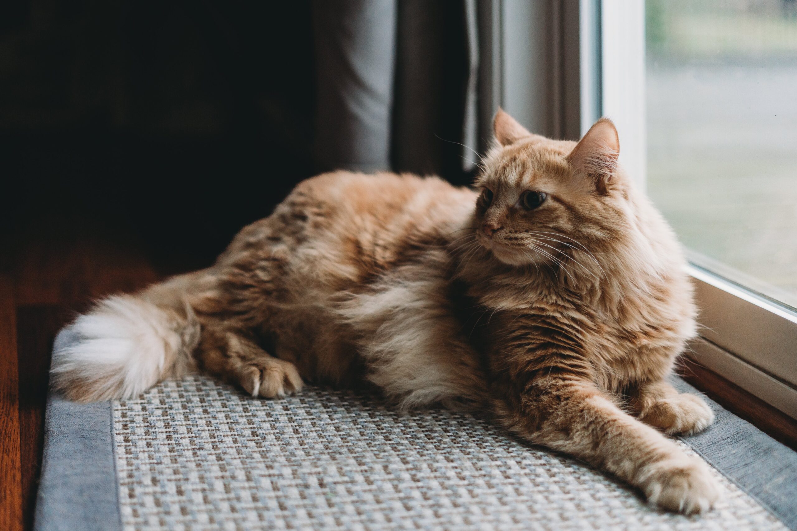 Katzenwelt Verkaufsgeschäft 12 Katzenwelt Verkaufsgeschäft -Katzenwelt Verkaufsgeschäft pexels steven van elk 15511206 scaled